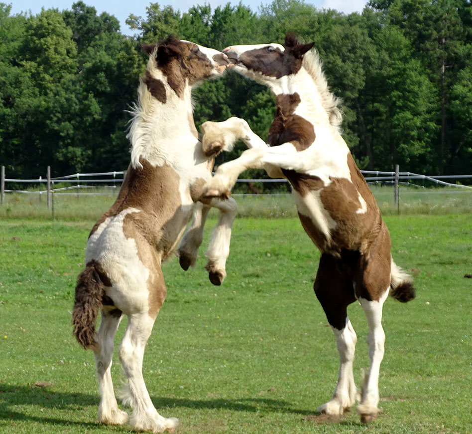 Gypsy vanner colts